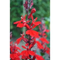 Kategorie <b>Produkt nicht gewünscht </b> - Lobelia cardinalis