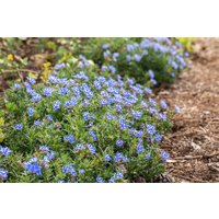 Kategorie <b>Stauden </b> - Lithodora diffusa 'Star' -R-