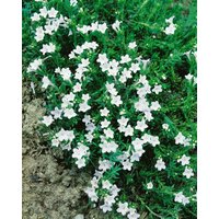 Kategorie <b>Stauden </b> - Lithodora diffusa 'Alba'