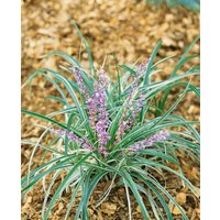 Kategorie <b>Stauden </b> - Liriope spicata