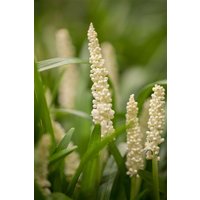 Kategorie <b>Stauden </b> - Liriope muscari 'Monroe White'
