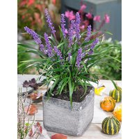 Kategorie <b>Stauden </b> - Liriope muscari 'Moneymaker'