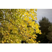 Kategorie <b>Laubbäume </b> - Liriodendron tulipifera