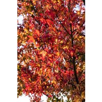 Kategorie <b>Laubbäume </b> - Liquidambar styraciflua 'Worplesdon'