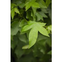 Kategorie <b>Blütensträucher und Ziergehölze </b> - Liquidambar styraciflua 'Gumball'