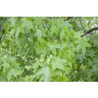Kategorie <b>Laubbäume </b> - Liquidambar styraciflua