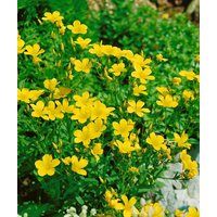 Kategorie <b>Produkt nicht gewünscht </b> - Linum flavum 'Compactum',gen.