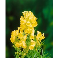 Kategorie <b>Produkt nicht gewünscht </b> - Linaria vulgaris