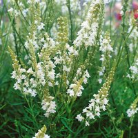 Kategorie <b>Produkt nicht gewünscht </b> - Linaria purpurea 'Alba'