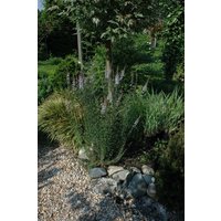 Kategorie <b>Produkt nicht gewünscht </b> - Linaria purpurea