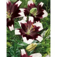 Kategorie <b>Produkt nicht gewünscht </b> - Lilium Tiny Padhye