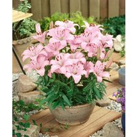 Kategorie <b>Stauden </b> - Lilium Farolito