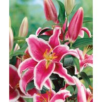 Kategorie <b>Stauden </b> - Lilium 'Starlight Express