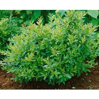 Produkt nicht gewünscht - Ligustrum vulgare 'Lodense'