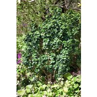 Kategorie <b>Hecken </b> - Ligustrum japonicum 'Rotundifolium'