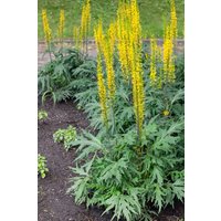 Kategorie <b>Produkt nicht gewünscht </b> - Ligularia przewalskii