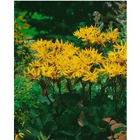 Stauden - Ligularia dentata 'Othello'