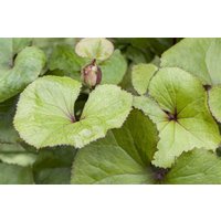 Kategorie <b>Stauden </b> - Ligularia dentata