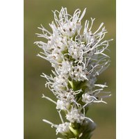 Kategorie <b>Produkt nicht gewünscht </b> - Liatris spicata 'Alba'