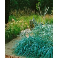 Kategorie <b>Produkt nicht gewünscht </b> - Leymus arenarius