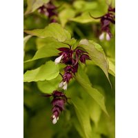 Kategorie <b>Produkt nicht gewünscht </b> - Leycesteria formosa 'Golden Lanterns'