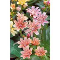 Kategorie <b>Stauden </b> - Lewisia longipetala 'Little Plum'