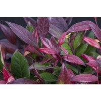 Kategorie <b>immergrüne Laubbäume </b> - Leucothoe walteri 'Scarletta' -R-