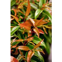 Kategorie <b>immergrüne Laubbäume </b> - Leucothoe keiskei 'Royal Ruby'