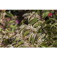 Kategorie <b>Rhododendren, Azaleen und Heide </b> - Leucothoe fontanesiana 'Rainbow'