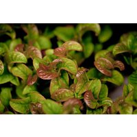 Kategorie <b>immergrüne Laubbäume </b> - Leucothoe axillaris 'Curly Red' -R-