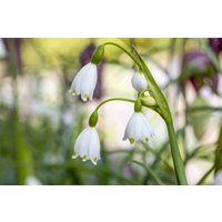 Stauden - Leucojum aestivum 'Gravetye Giant'