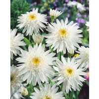 Kategorie <b>Produkt nicht gewünscht </b> - Leucanthemum x superb.'Wirral Supreme'