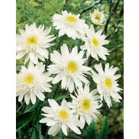 Kategorie <b>Produkt nicht gewünscht </b> - Leucanthemum x superb.'Stina'