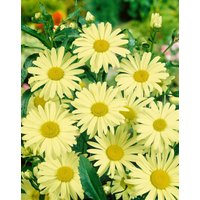 Kategorie <b>Produkt nicht gewünscht </b> - Leucanthemum x superb.'Sonnenschein'