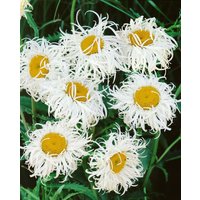 Kategorie <b>Produkt nicht gewünscht </b> - Leucanthemum x superb.'Old Court'