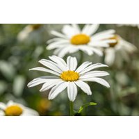 Kategorie <b>Produkt nicht gewünscht </b> - Leucanthemum x superb.'Gruppenstolz'