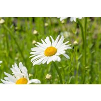 Kategorie <b>Produkt nicht gewünscht </b> - Leucanthemum vulgare 'Maikönigin'