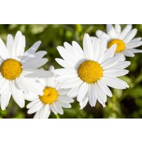 Kategorie <b>Produkt nicht gewünscht </b> - Leucanthemum vulgare