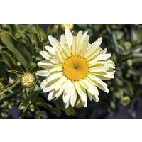 Kategorie <b>Produkt nicht gewünscht </b> - Leucanthemum max. Western Star Leo