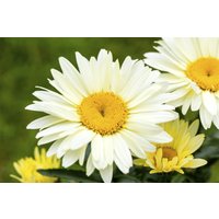 Kategorie <b>Produkt nicht gewünscht </b> - Leucanthemum max. Broadway Lights