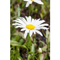 Kategorie <b>Produkt nicht gewünscht </b> - Leucanth.x sup.'Silberprinzesschen', gen.