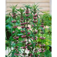 Kategorie <b>Produkt nicht gewünscht </b> - Leonurus sibiricus