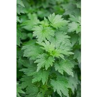 Kategorie <b>Produkt nicht gewünscht </b> - Leonurus cardiaca