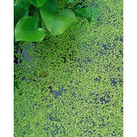 Kategorie <b>Stauden </b> - Lemna trisulca