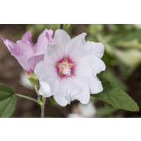 Kategorie <b>Produkt nicht gewünscht </b> - Lavatera x olbia 'Baby Barnsley'