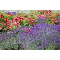 Kategorie <b>Produkt nicht gewünscht </b> - Lavandula x intermedia 'Grosso'