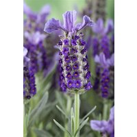 Kategorie <b>Produkt nicht gewünscht </b> - Lavandula stoechas
