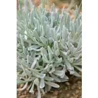 Kategorie <b>Produkt nicht gewünscht </b> - Lavandula latifolia