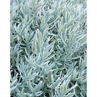 Kategorie <b>Produkt nicht gewünscht </b> - Lavandula angustifolia 'Silver Mist'