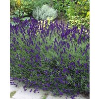 Kategorie <b>Produkt nicht gewünscht </b> - Lavandula angustifolia 'Siesta'